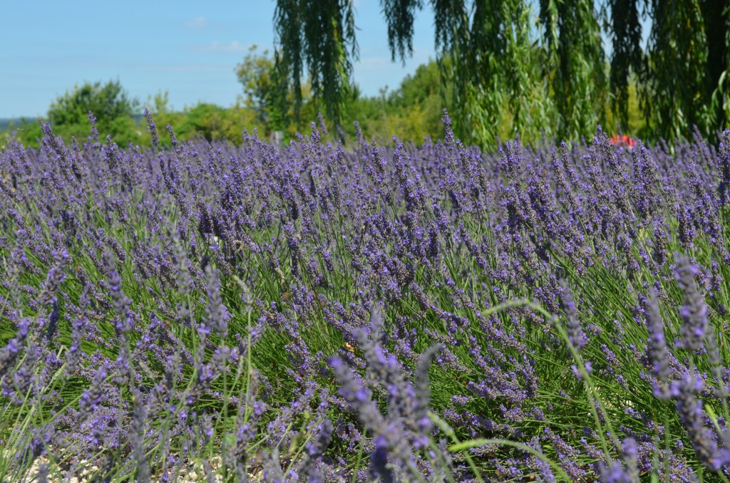 TRAVEL DIARY FROM BALATON: Lavender&nbsp;heaven